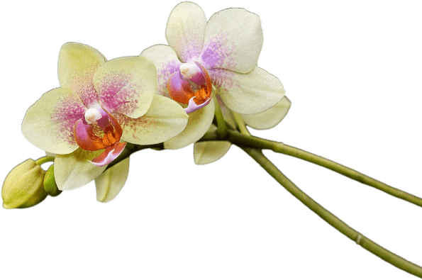 Rangkaian anggrek krem merah muda