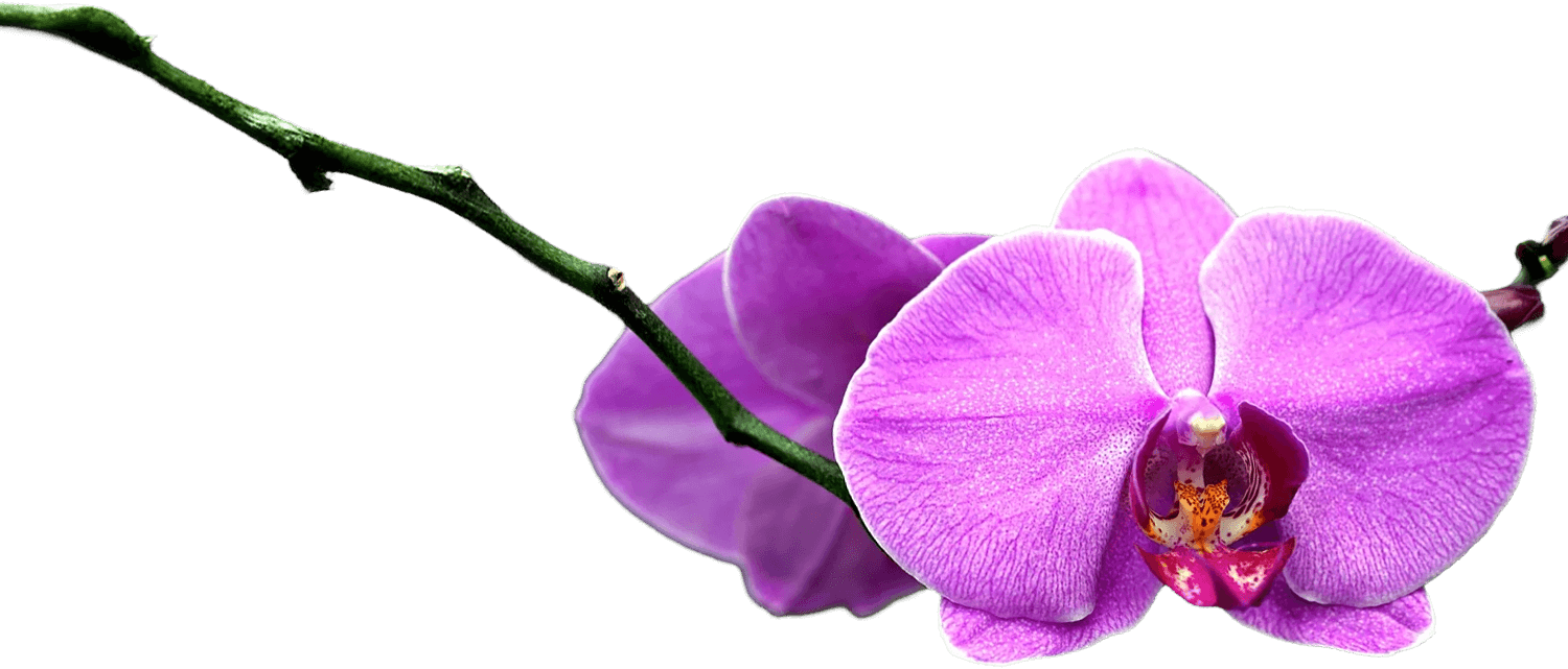 Flower purple