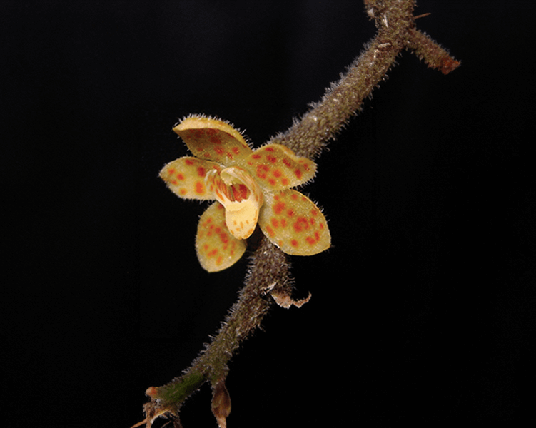 Anggrek kuning berbintik