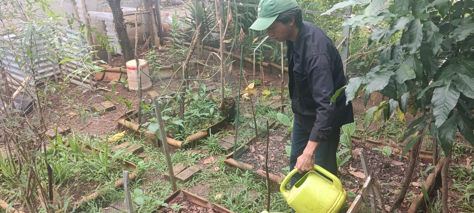 Damaz menyiram tanaman herbal dari sisi samping