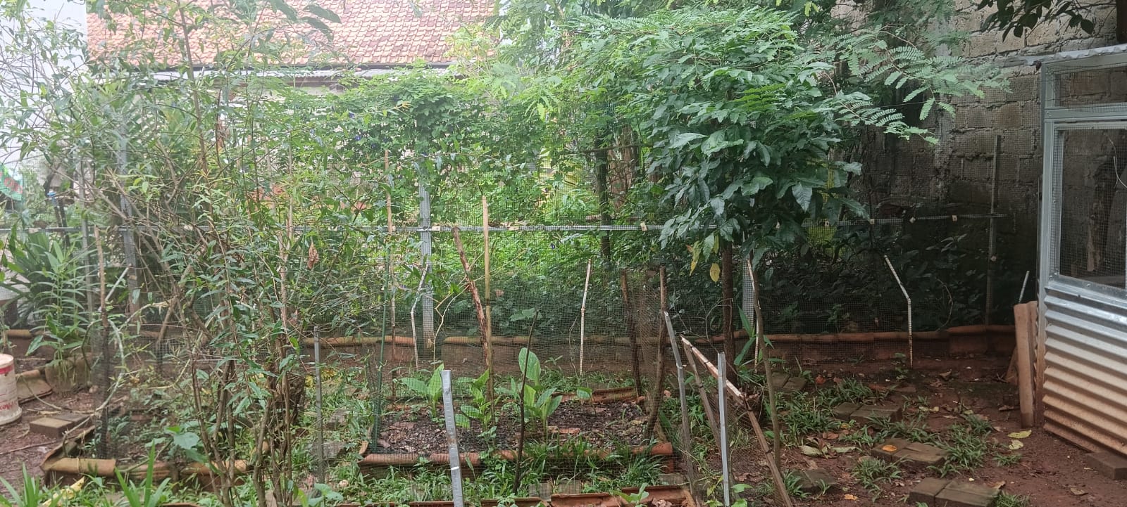 Bedeng kebun di sisi rumah