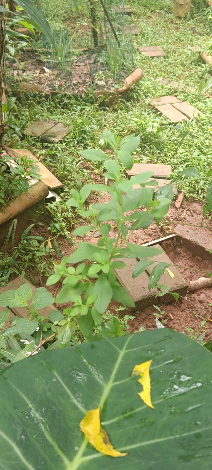 Close-up salah satu tanaman herbal di kebun