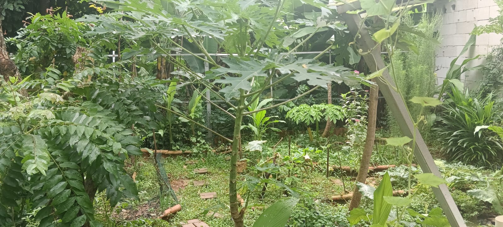 Pohon pepaya di tengah kebun herbal