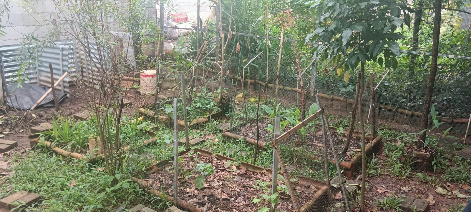 Tampak bedeng-bedeng tanaman herbal