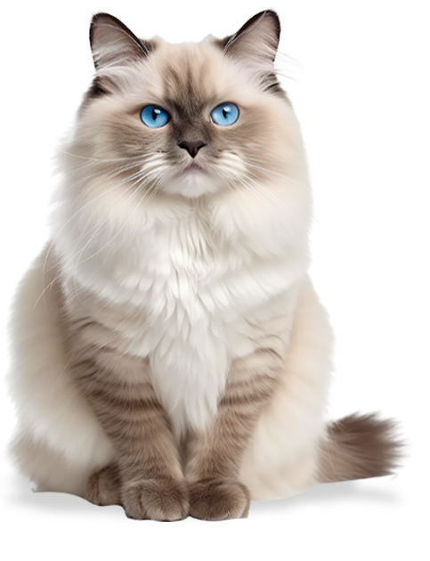 Kucing Abu