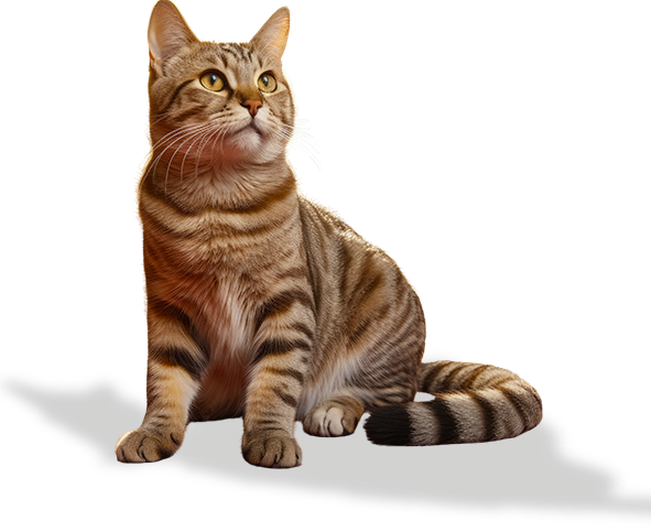 Kucing Coklat