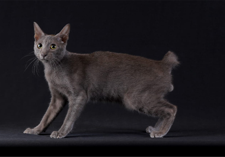 Busok Cat