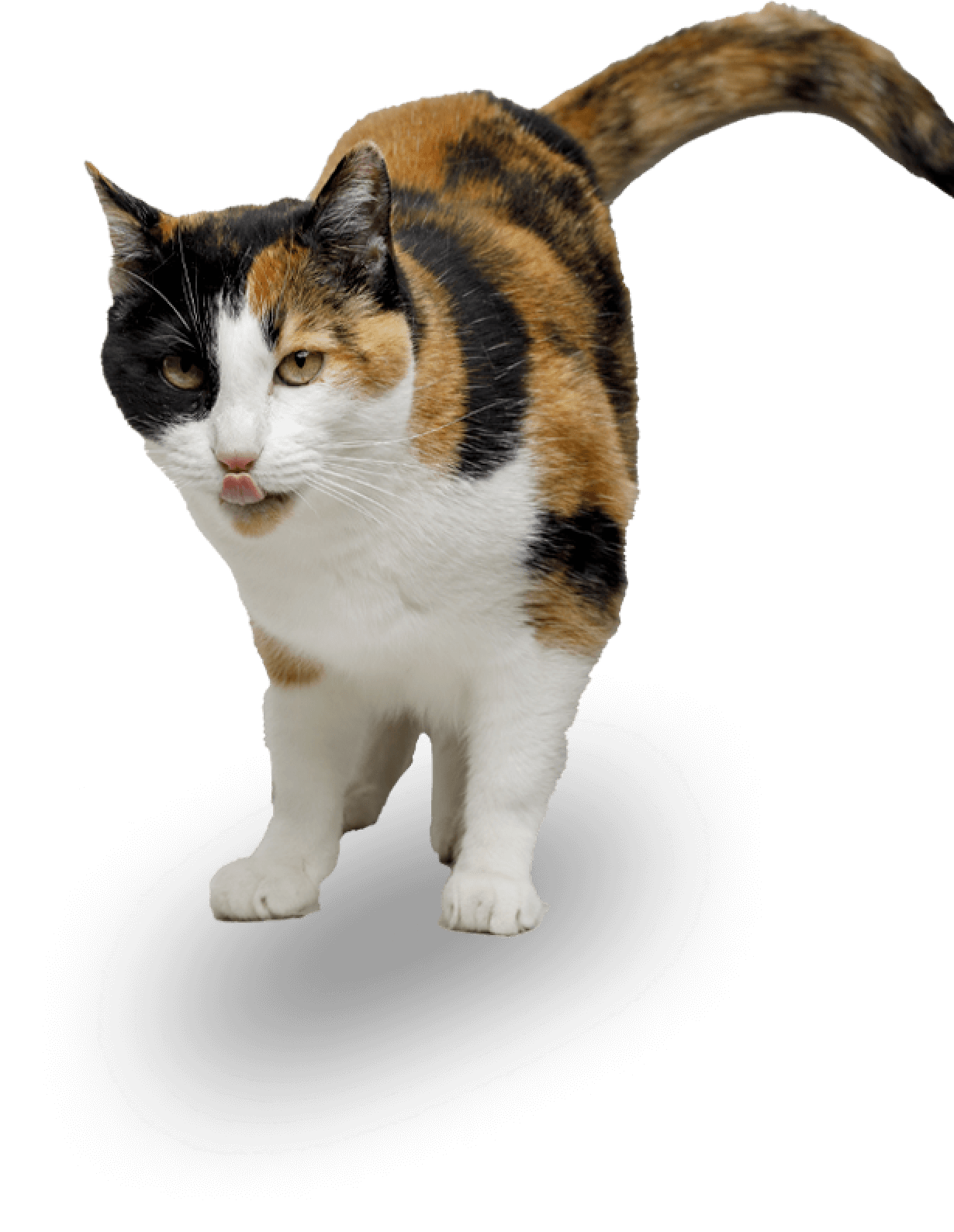 Kucing Calico