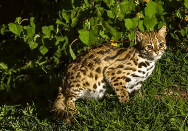 Busok Cat