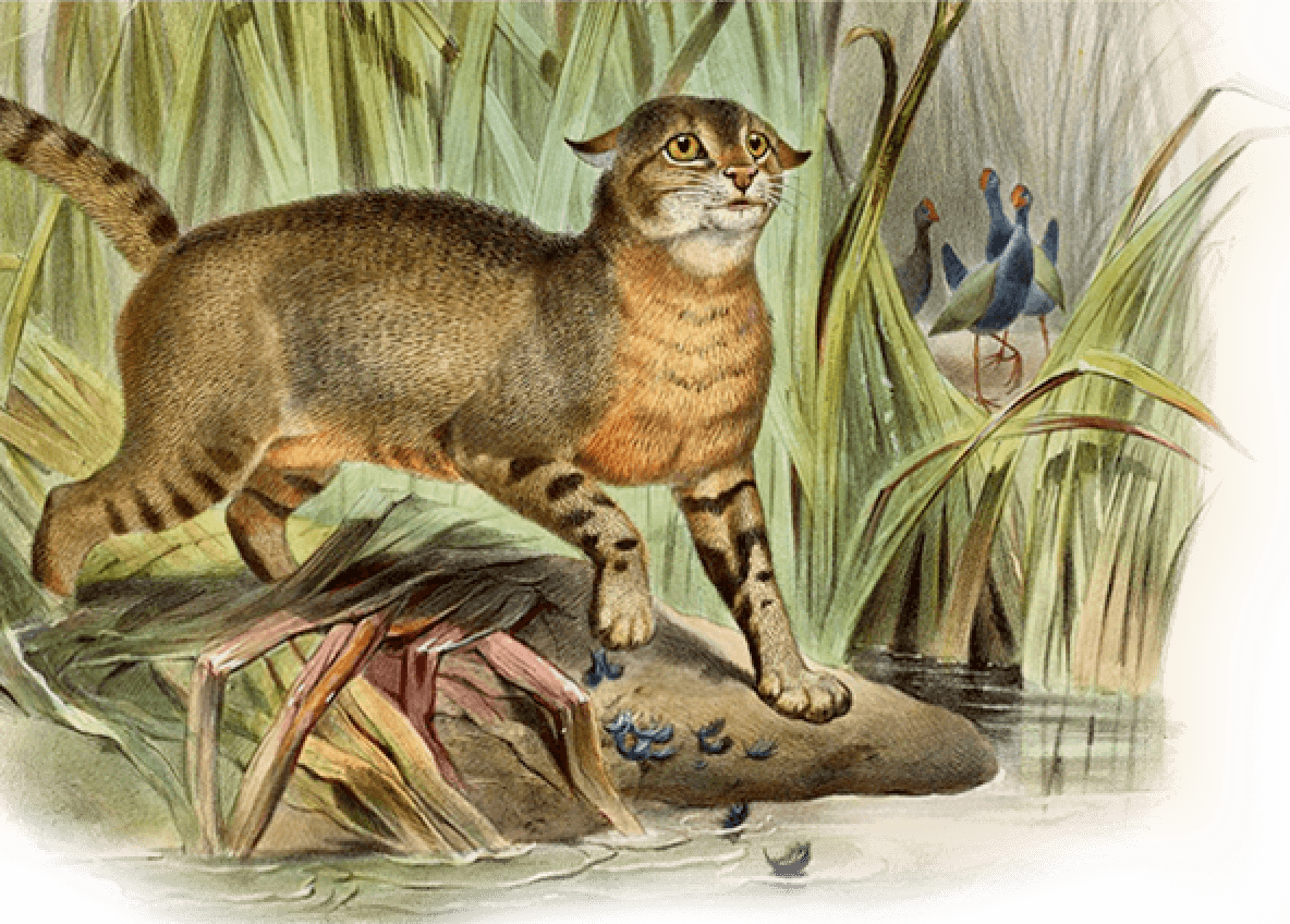 Cat Hunt