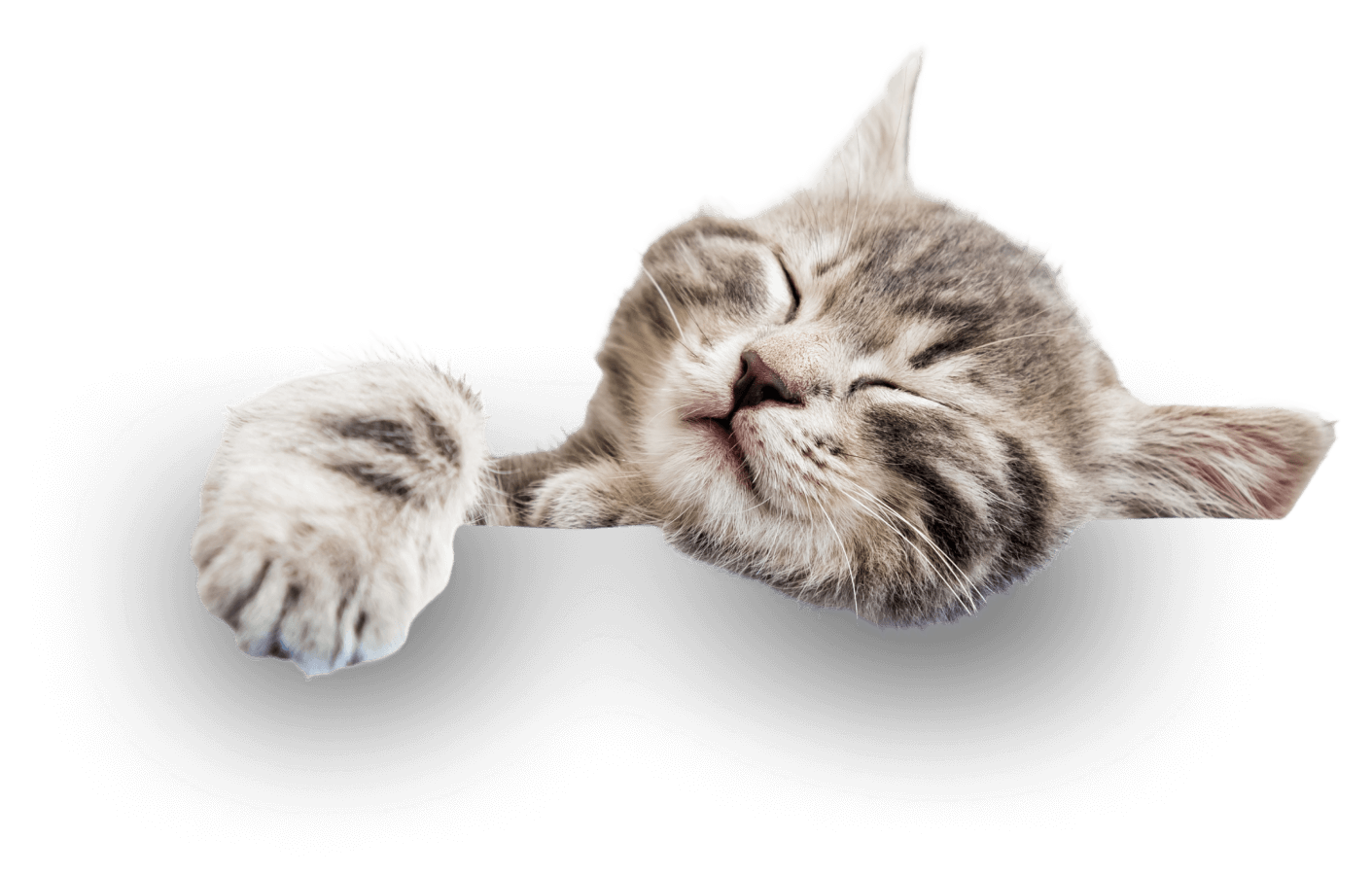 Cat Sleep