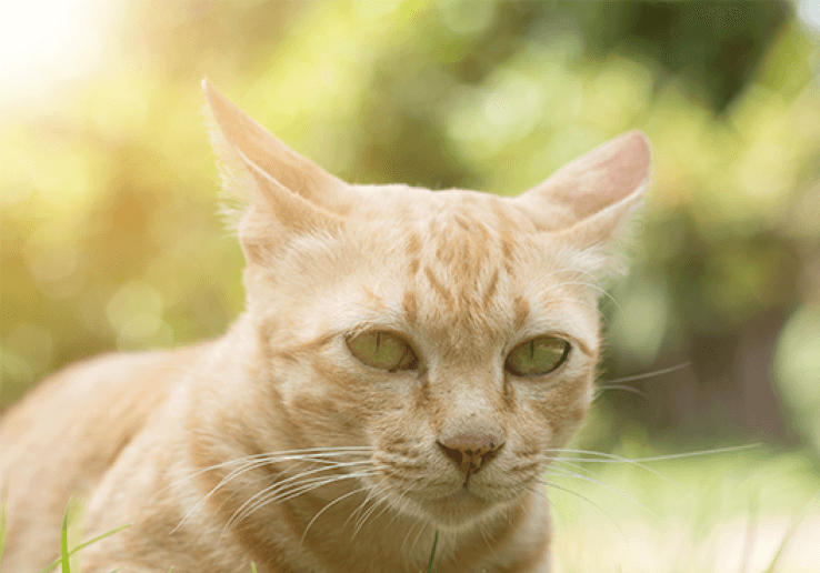 Busok Cat