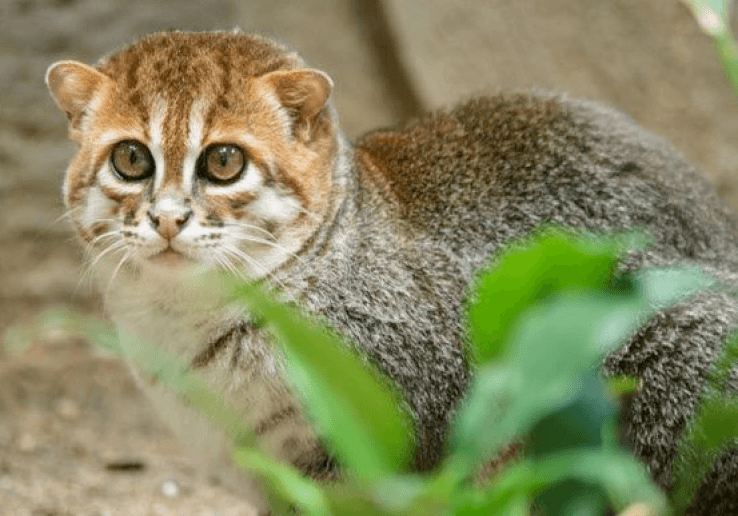 Busok Cat