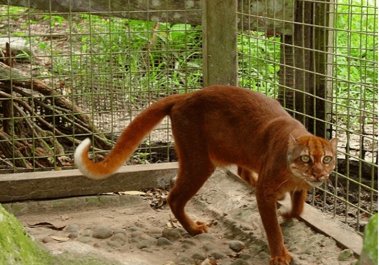 Busok Cat