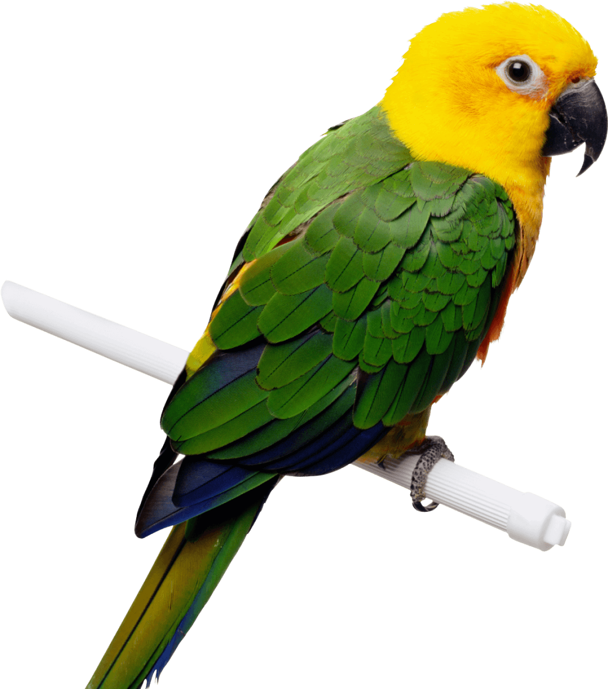 Parrot