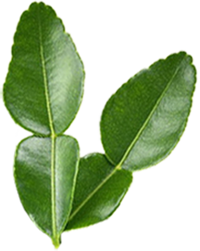 Daun Jeruk
